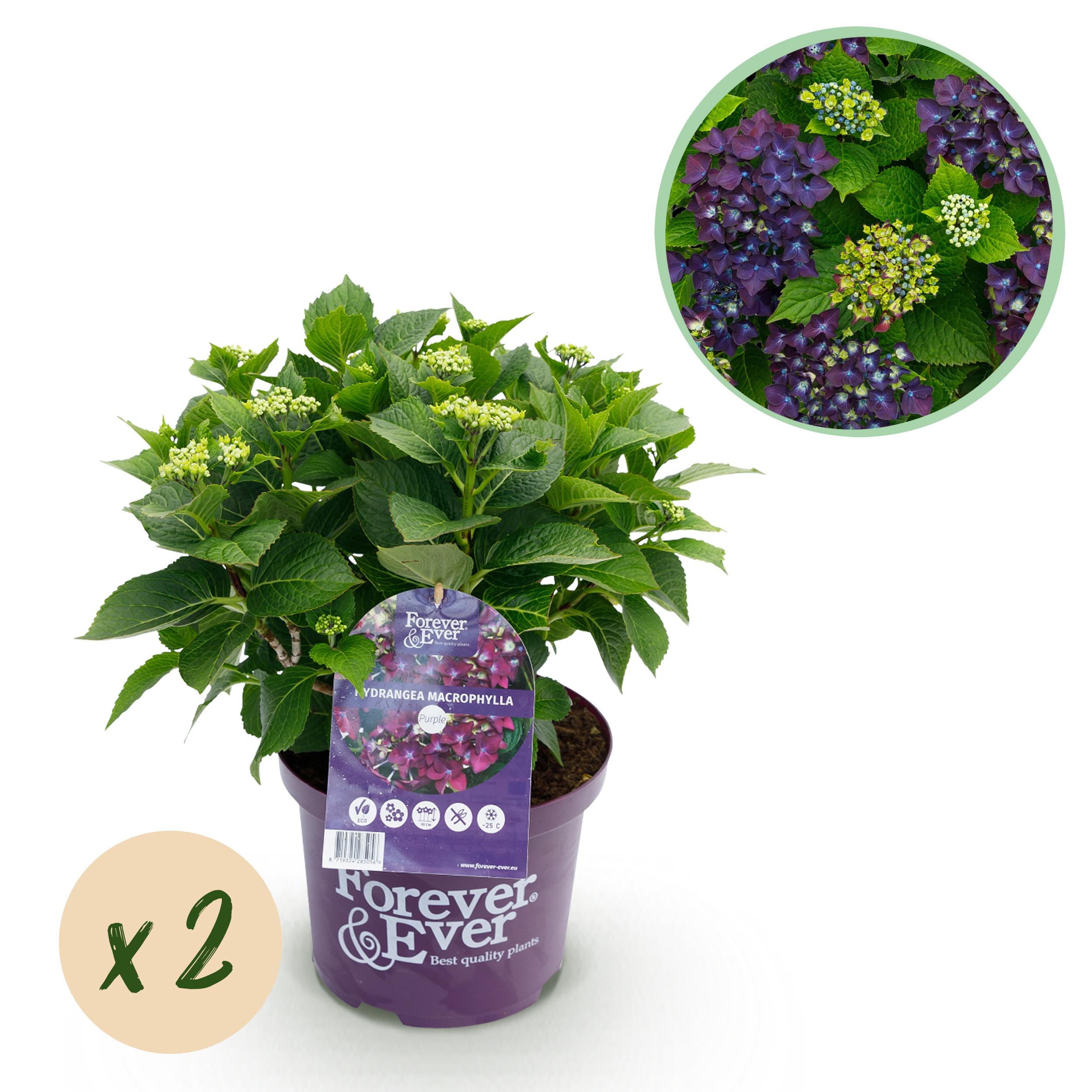Green boutiQ Hortensja Hydrangea Forever &amp; Ever Purple – 2 rośliny – Doniczka 23 cm – 55 cm