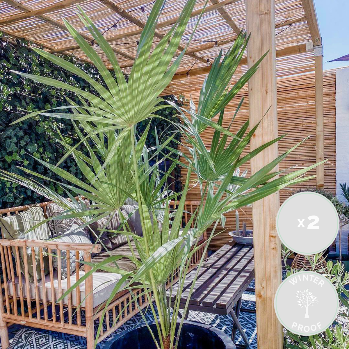 Lot de 2 - Chamaerops Humilis - Palmier nain européen - Palmier rustique - H. 70-80 cm - P. 21 cm - 2