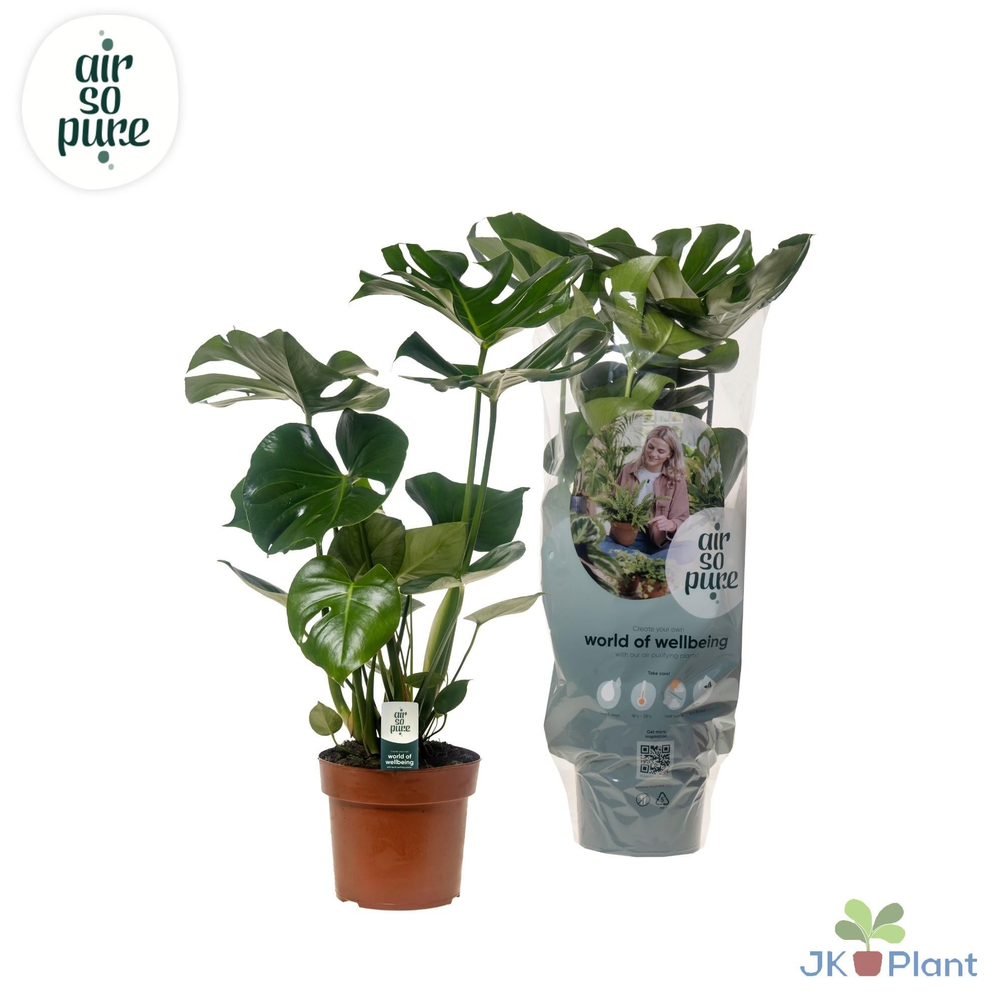 Monstera Deliciosa roślina doniczkowa monstera - Doniczka Ø17cm - Wysokość 55cm