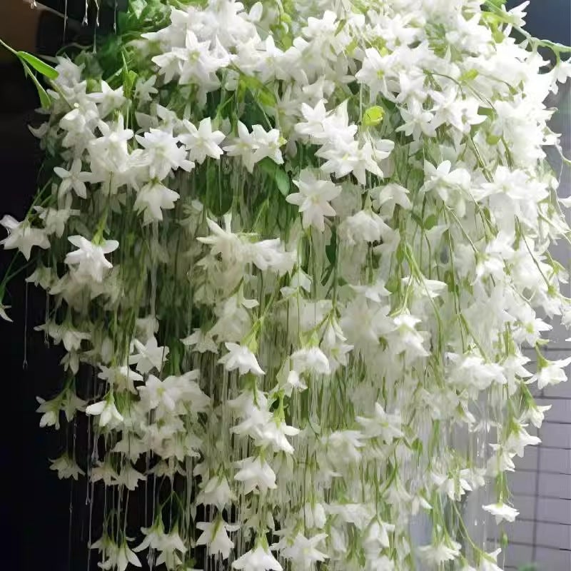 200 graines de jasmin pleureur, graines de fleurs de jasmin, plante grimpante, convient aux jardins familiaux. - 3