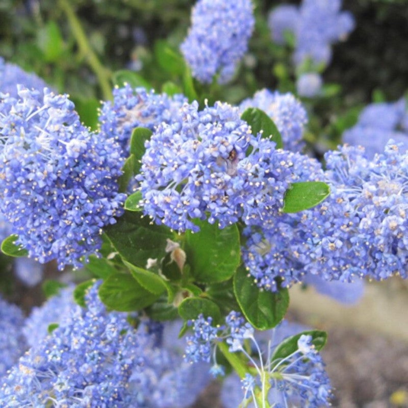 Céanothe impressus victoria - Ceanothus impressus victoria 30 cm Pot 3L - 2