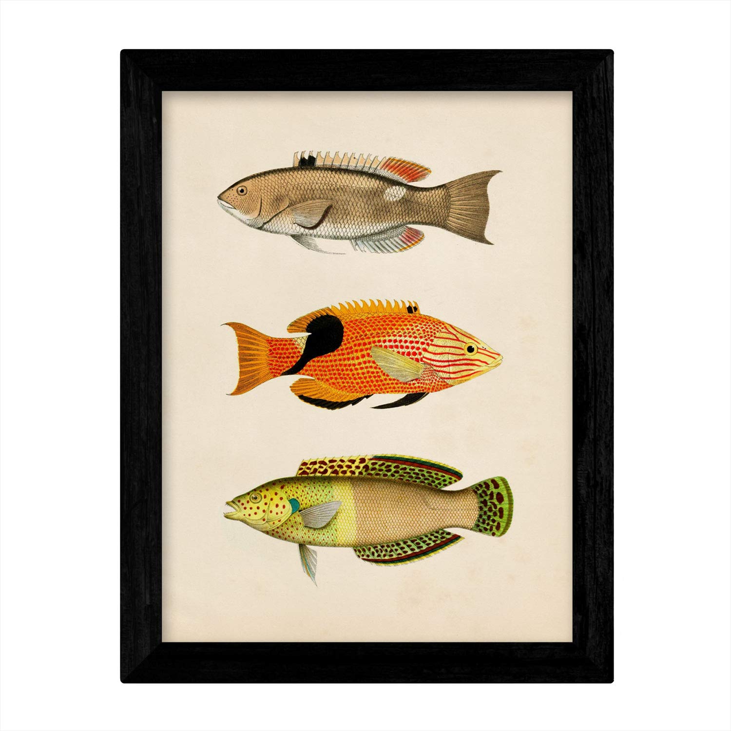 Set de 4 láminas de peces coloridos efecto vintage. composicion de 11 peces diferentes, fondo papel antiguo vintage sin marco - a3