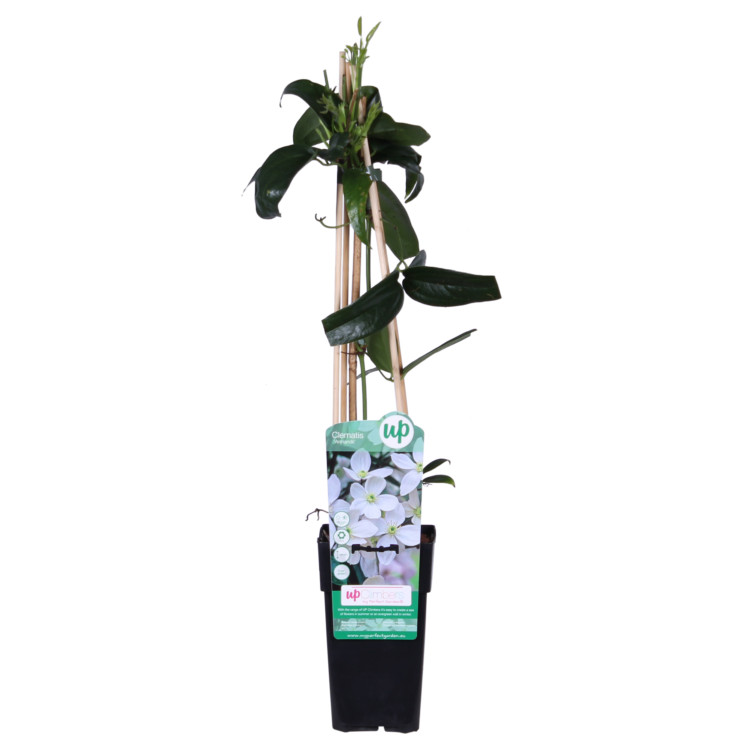 Clematis armandii zimozielony biały - Pachnące pnącze Ø15cm H65cm