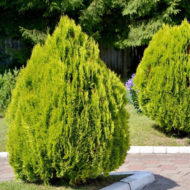 Pyramadlis Thuya d'Orient 'Pyramidalis Aurea' Pot de 2L/3L | Leroy Merlin