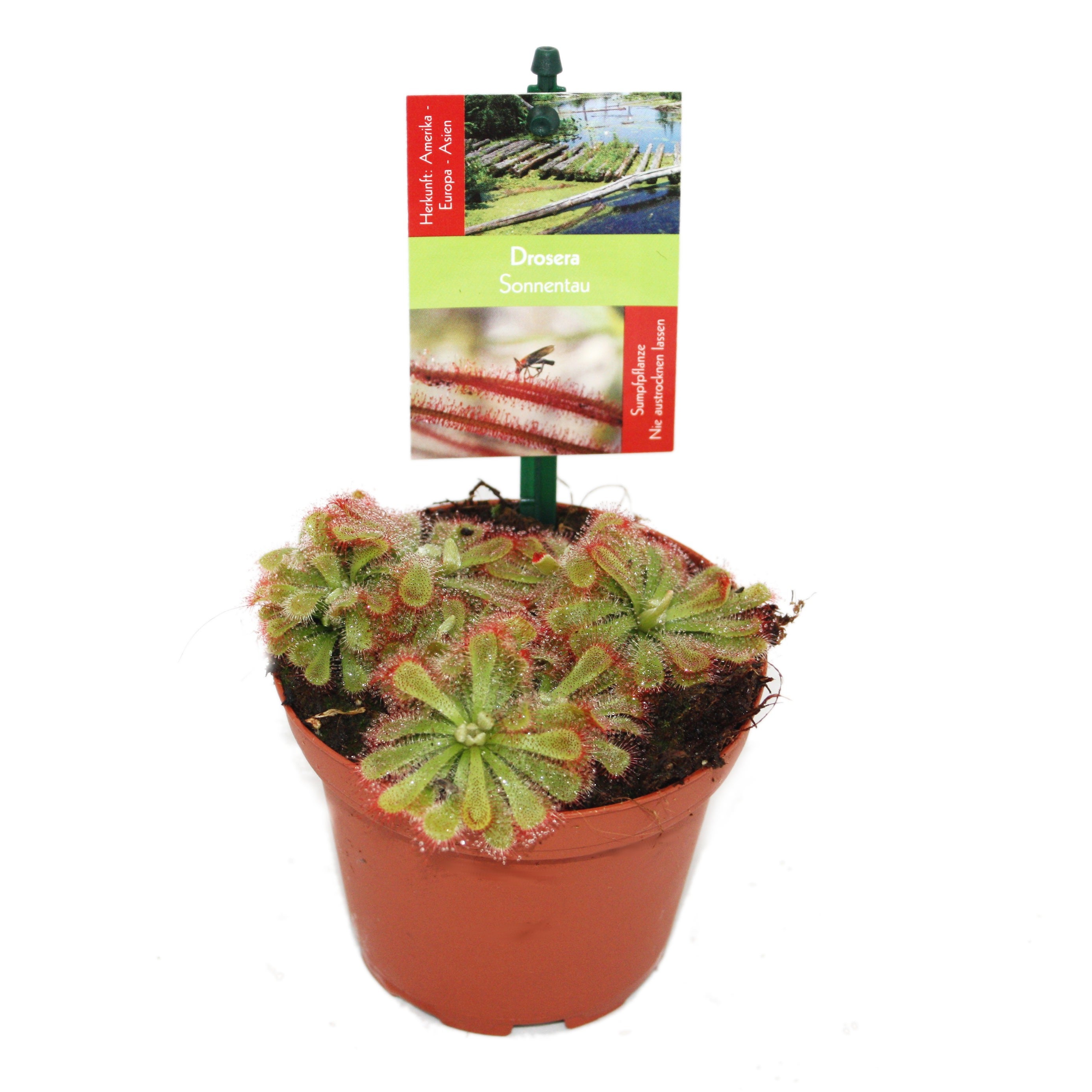 Rosaire - Drosera alicae - Pot de 9cm - 2