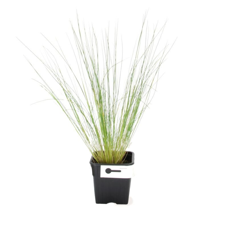 3 Cheveux d'Ange (Stipa Tenuifolia) - Lot de 3 graminées - Pépinières Naudet - 2
