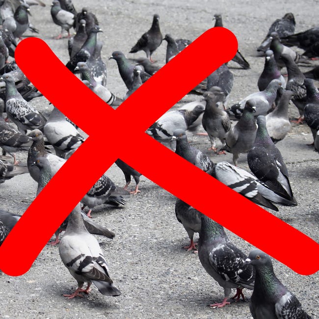 KADAX Dissuasori per Piccioni in Plastica, Dissuasore per Uccelli da Balcone, Scaccia Piccioni KADAX Dissuasori per Piccioni in Plastica, Dissuasore per Uccelli da Balcone, Scaccia Piccioni