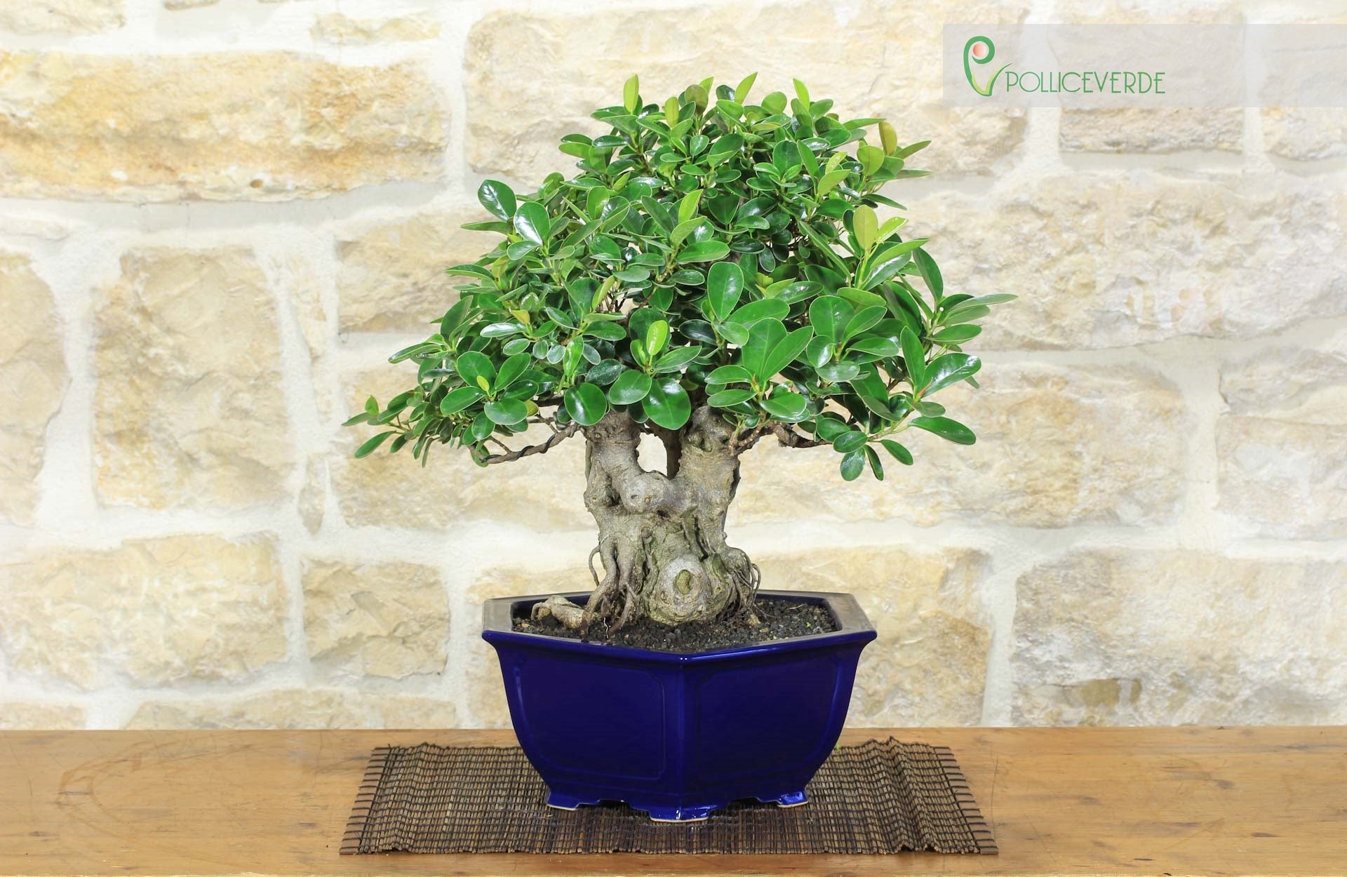 Bonsai Ficus Panda (25) | Leroy Merlin