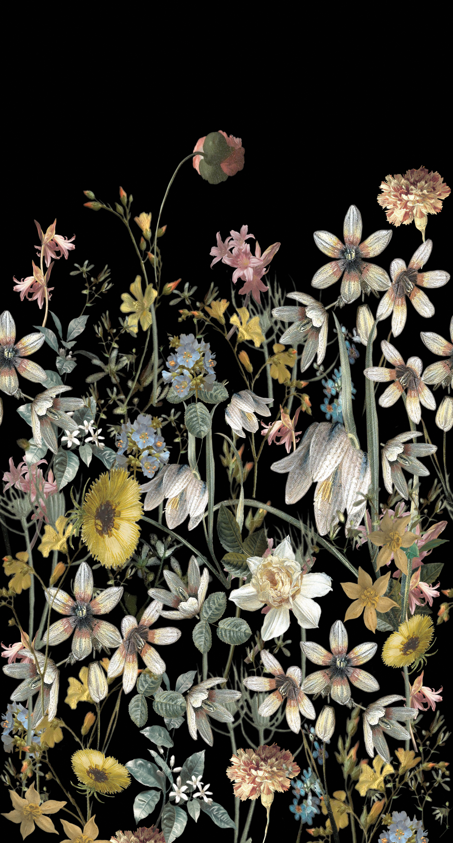 Fotomural flores silvestres multi color sobre negro - 150 x 279 cm - estahome