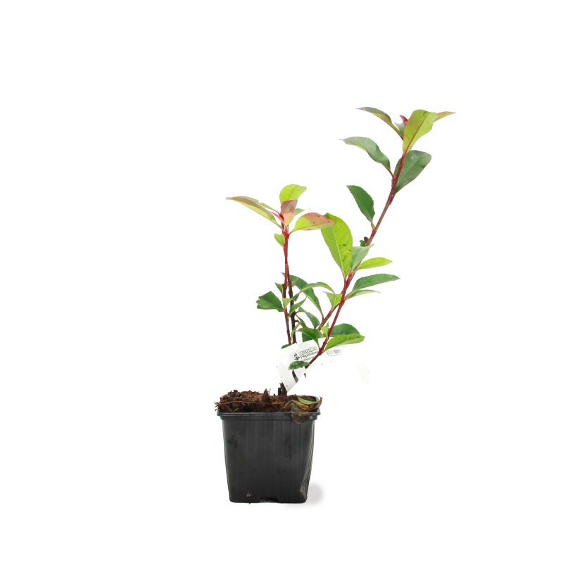 Photinia de fraser 'Robusta Compacta' (Photinia x fraseri 'Robusta Compacta') - Godet - Taille 13/25cm - Pépinières Naudet - 2
