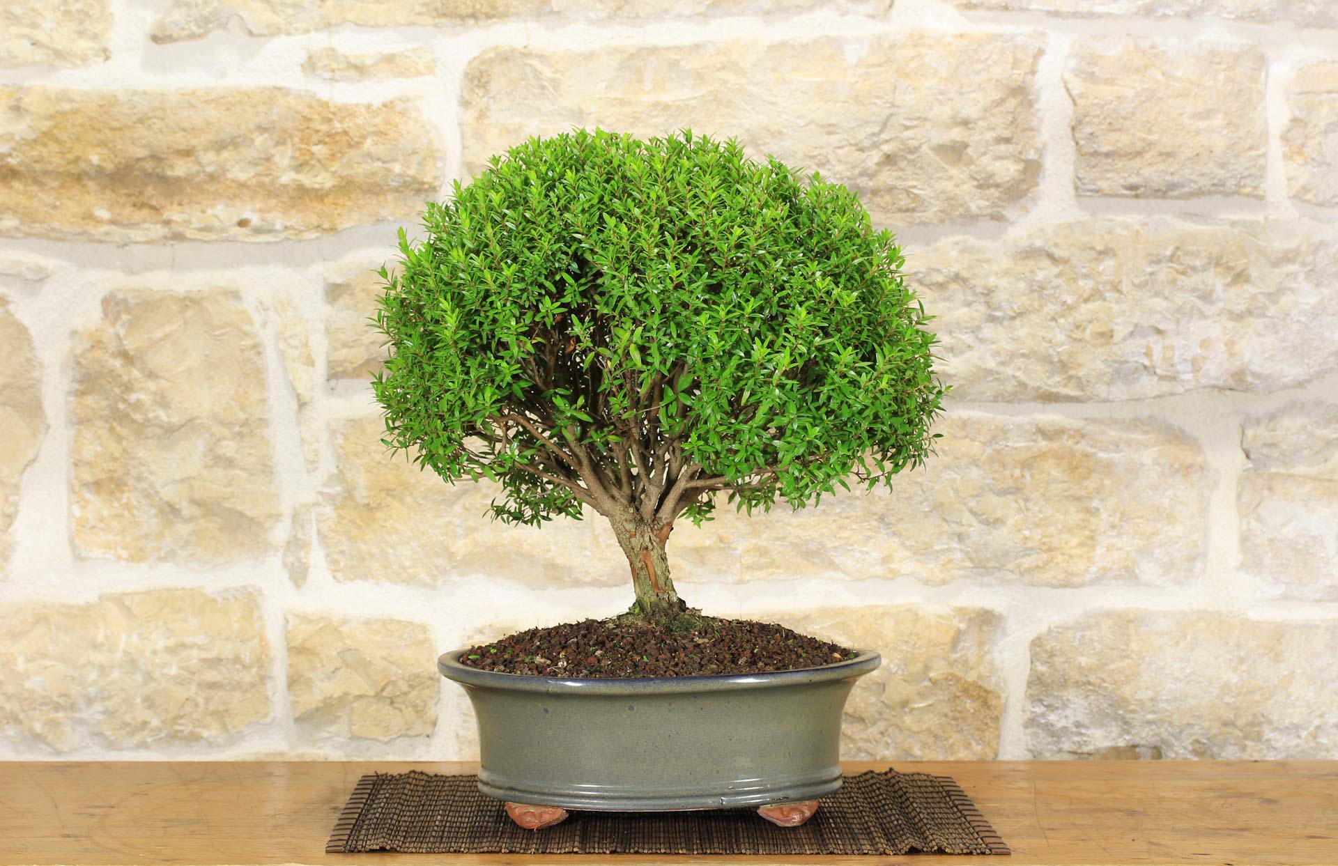 bonsai droge türkei Pokon Bonsai Dünger