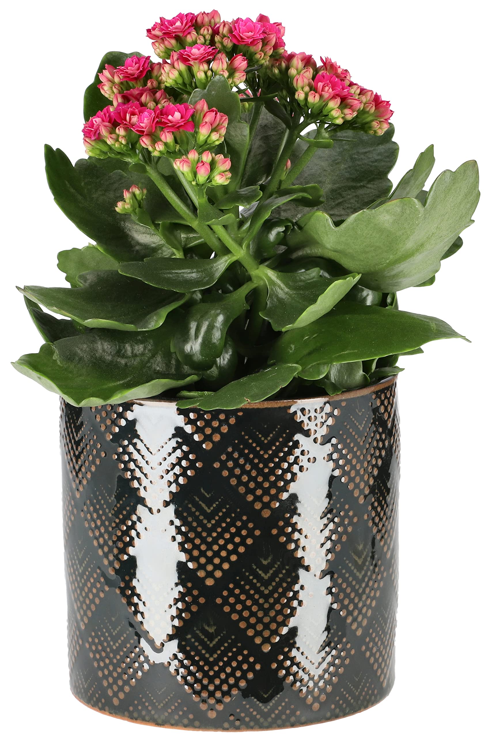 Set de Pots de Fleurs en Céramique avec Décorations 6 Pièces 130 x 135 mm Vert Foncé - KOTARBAU - 3