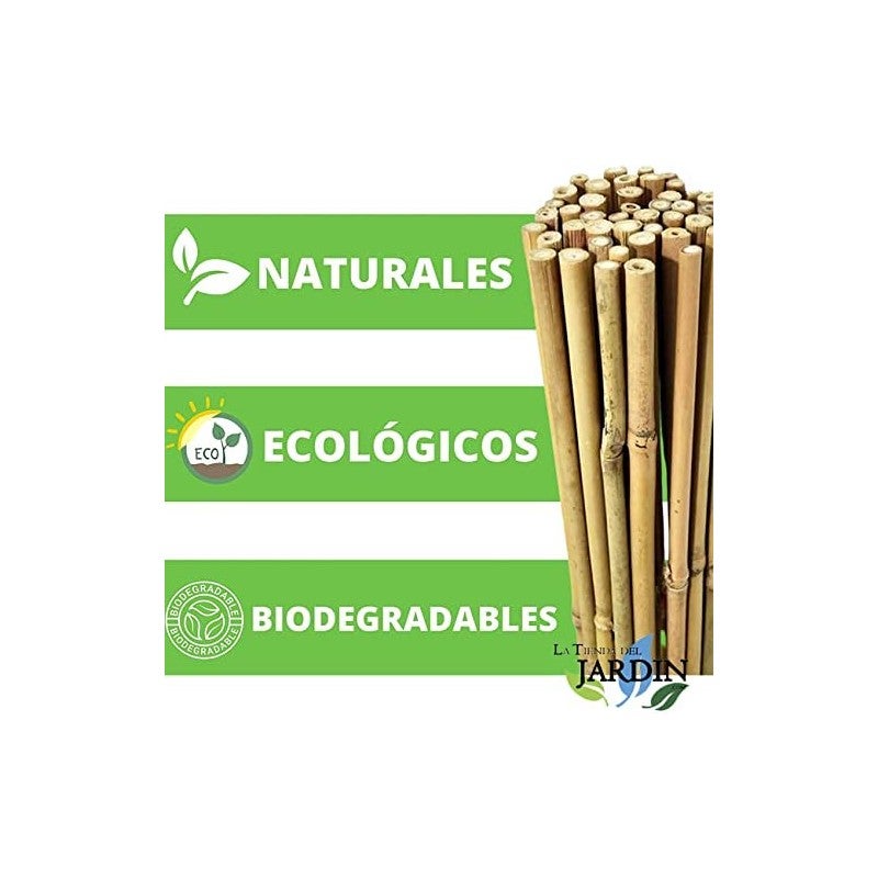 Pack de 25 tuteurs en bambou 180 cm (12-14 mm) | Tiges de bambou pour plantes et arbres | Tuteurs pour tomates et plantes grimpa - 6