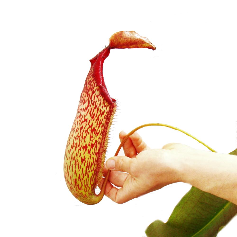 Nepenthes maxima - Plante à pichet géante - Feu de circulation - 3