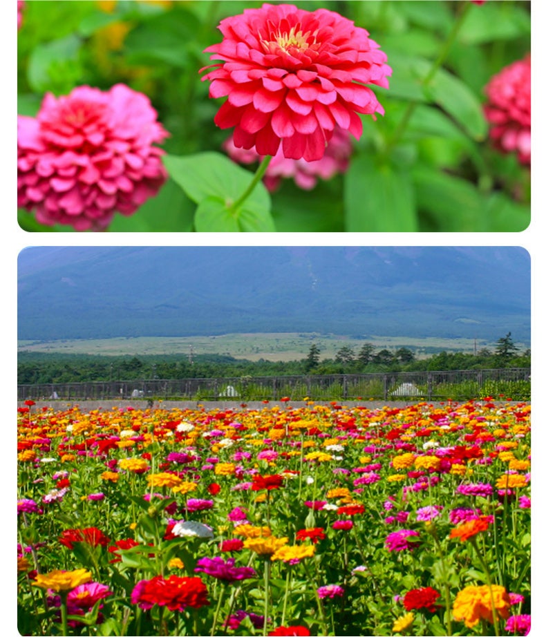 1000 graines de zinnia,graines de fleurs,floraison en pot,taux de germination élevé,idéal pour la culture en intérieur et au jardin(rouge)-SIENTICE - 8