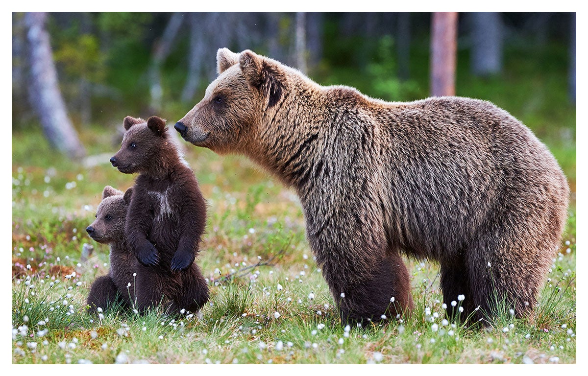 Cartel animales oso marrón y su oso 60x40cm made in France