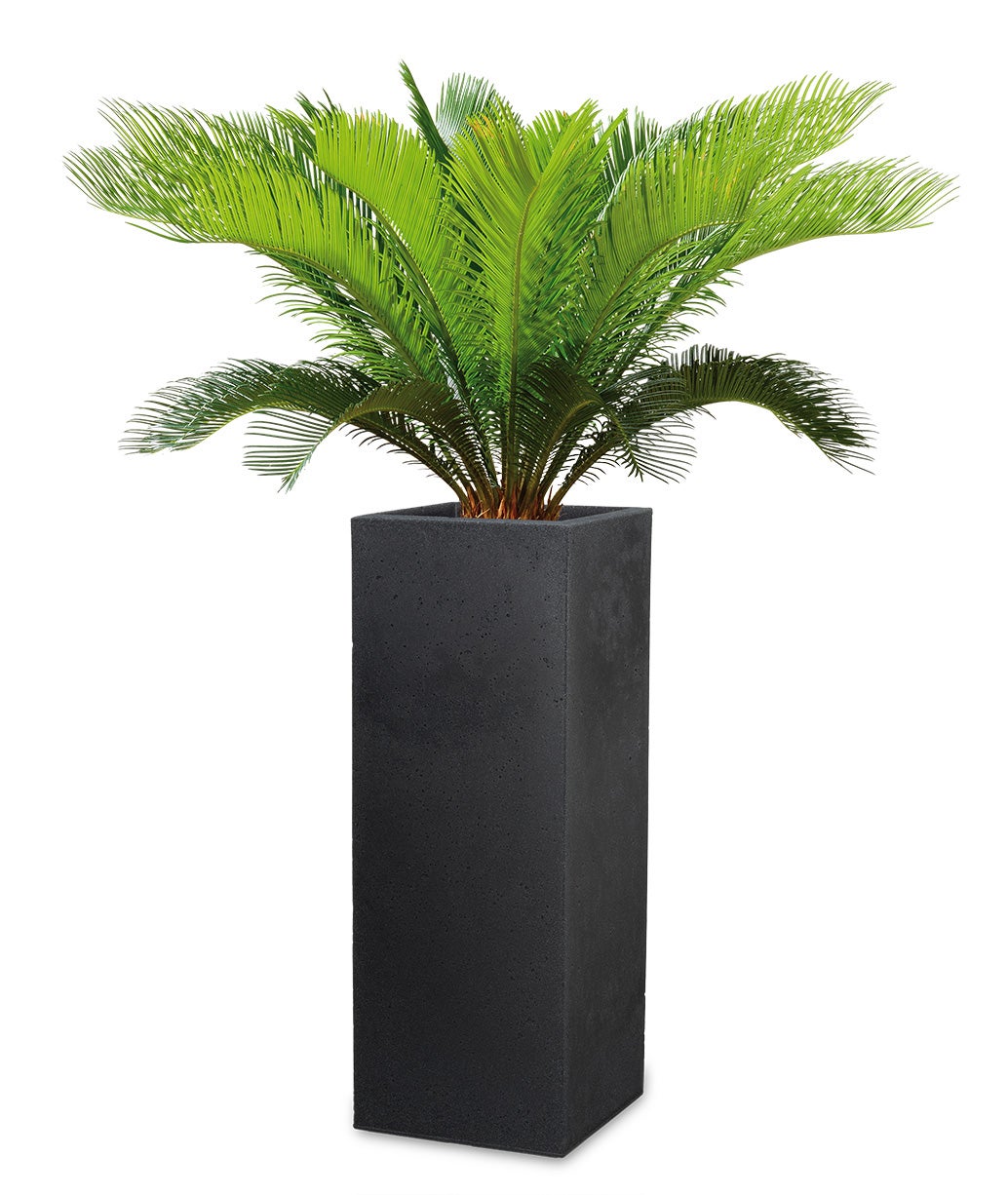 Scheurich C-Cube High 70, vase/pot à fleurs/jardinière, carré, coloris: Stony Black, fabriqué avec du plastique recyclé, pour l’extérieur - 5