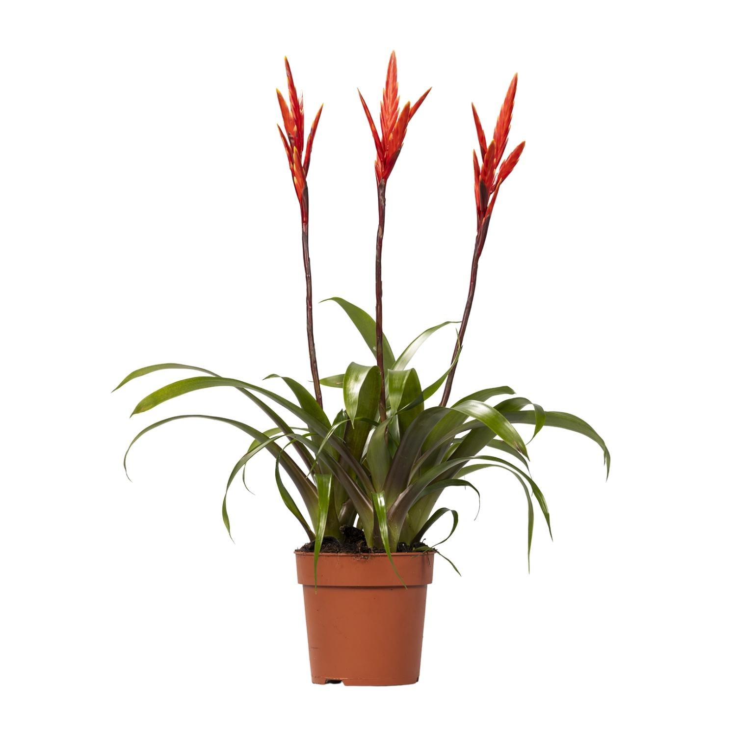 Vriesea Elan Toef 12 cm - Roślina doniczkowa 55 cm - Tropikalna bromelia dekoracyjna
