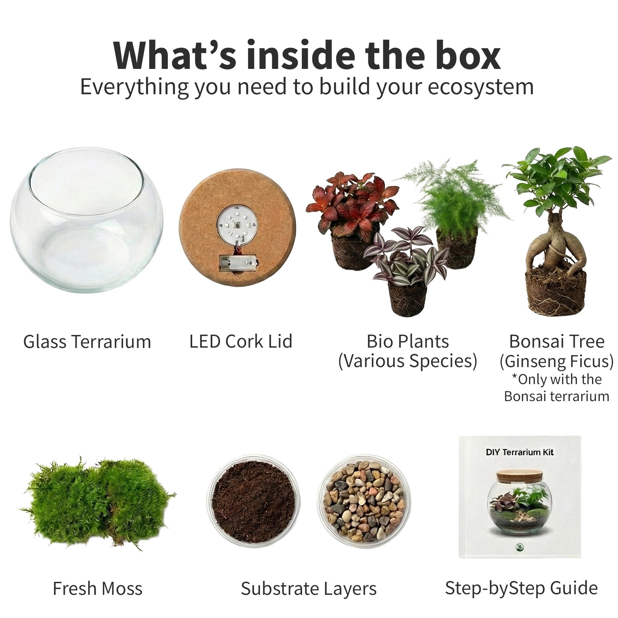 Grande Terrario di Piante Ø30 cm - Ecosistema Chiuso in Vetro - Idea Regalo DIY Originale e Decorativa - 5
