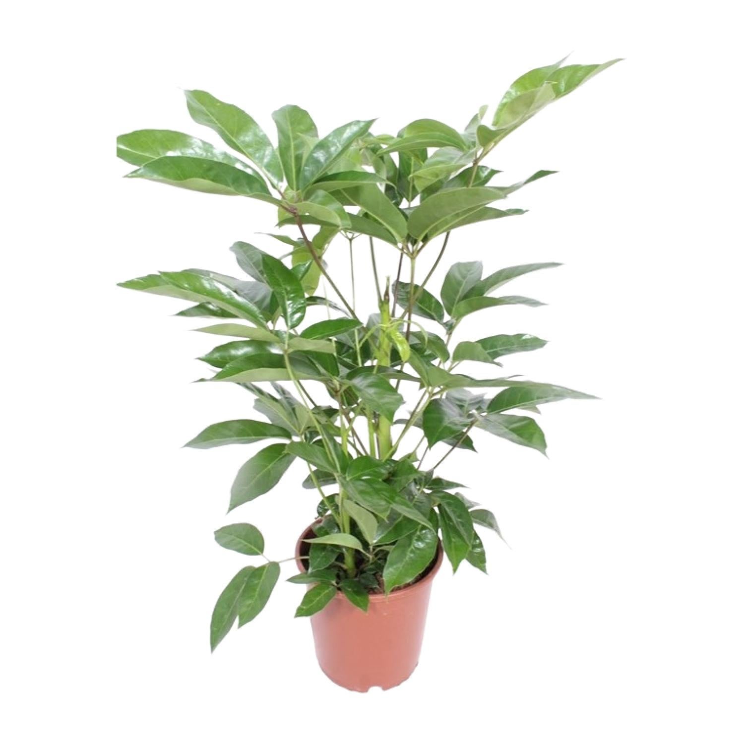 Schefflera Actinophylla Amate - Drzewko Parasol Ø24cm - Wysokość 100cm