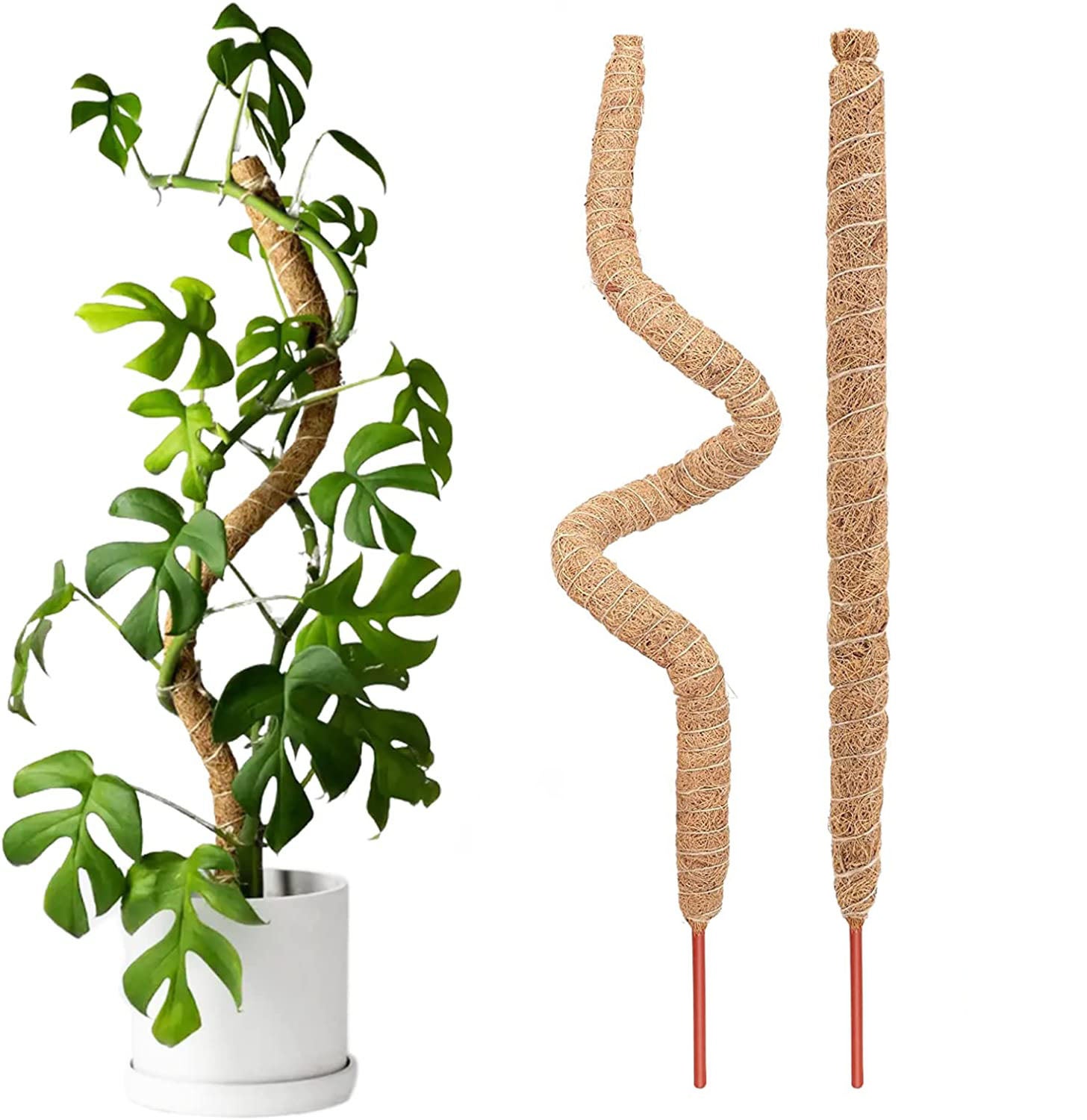 2 Pali Di Muschio In Fibra Di Cocco 120cm Per Piante Rampicanti - Supporto Per Monstera E Piante Da Interno - Foto 11
