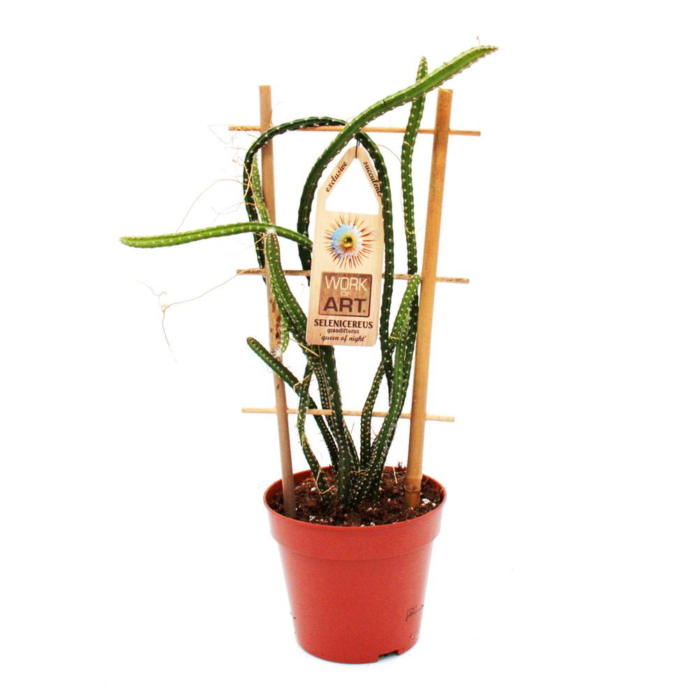 Cactus Reine De La Nuit (Selenicereus Grandiflorus) - Pot 12cm - Fleurs Nocturnes Géantes