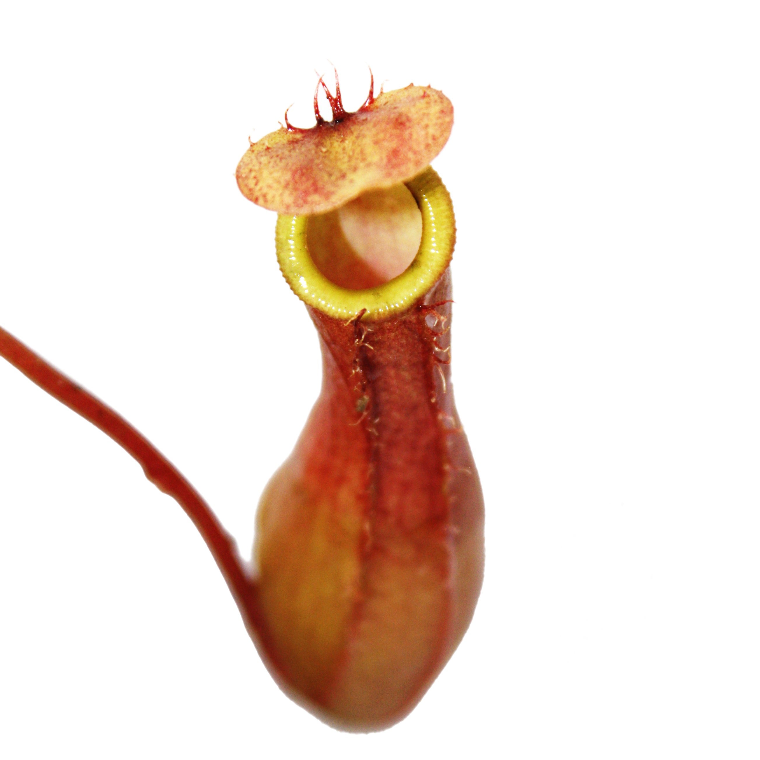 Pianta brocca - Nepenthes - vaso 9cm - 2