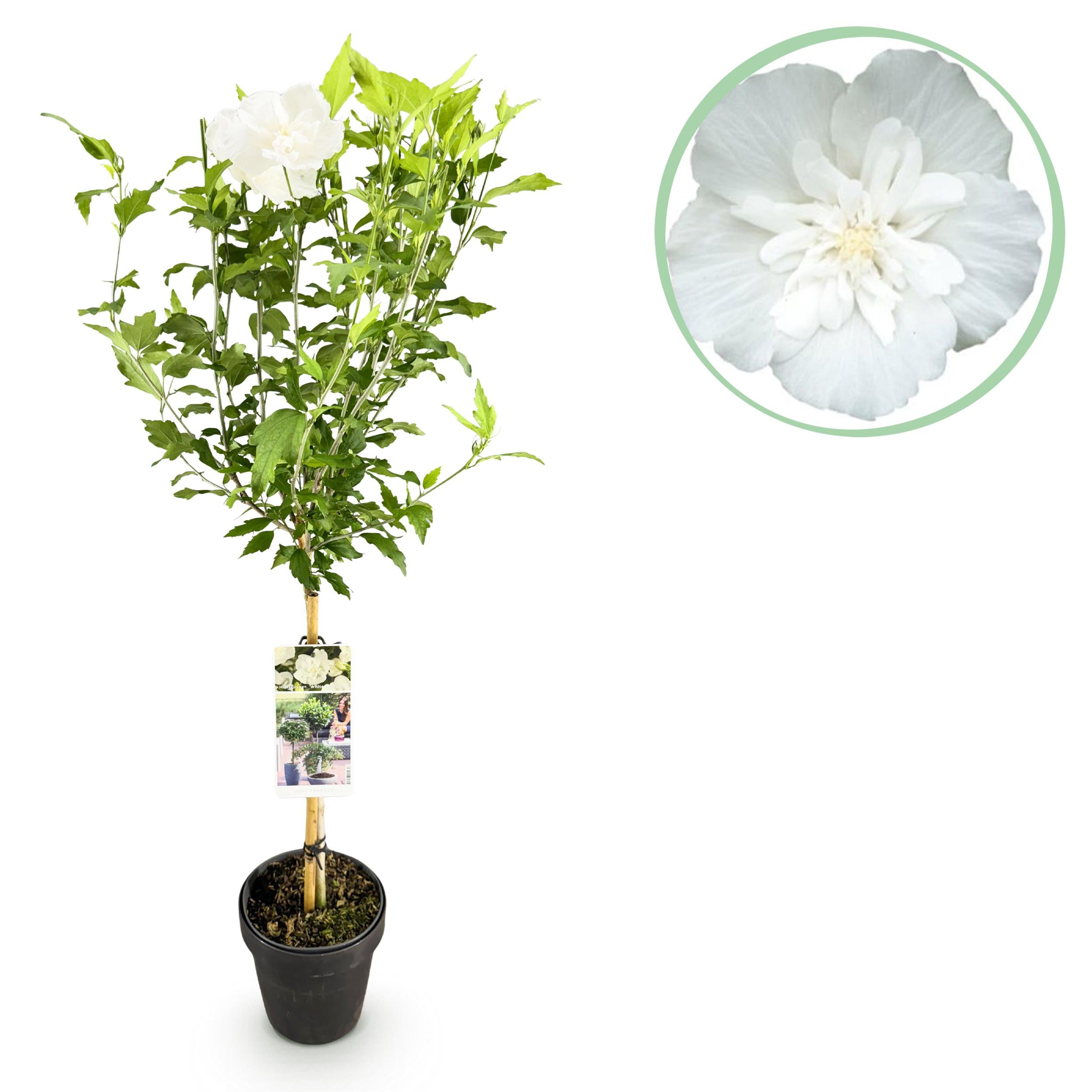 Green boutiQ – Hibiscus syriacus White Chiffon® 90 cm – Roślina na pniu, tarasowa, liściasta, zimozielona, białe kwiaty, doniczka 19 cm