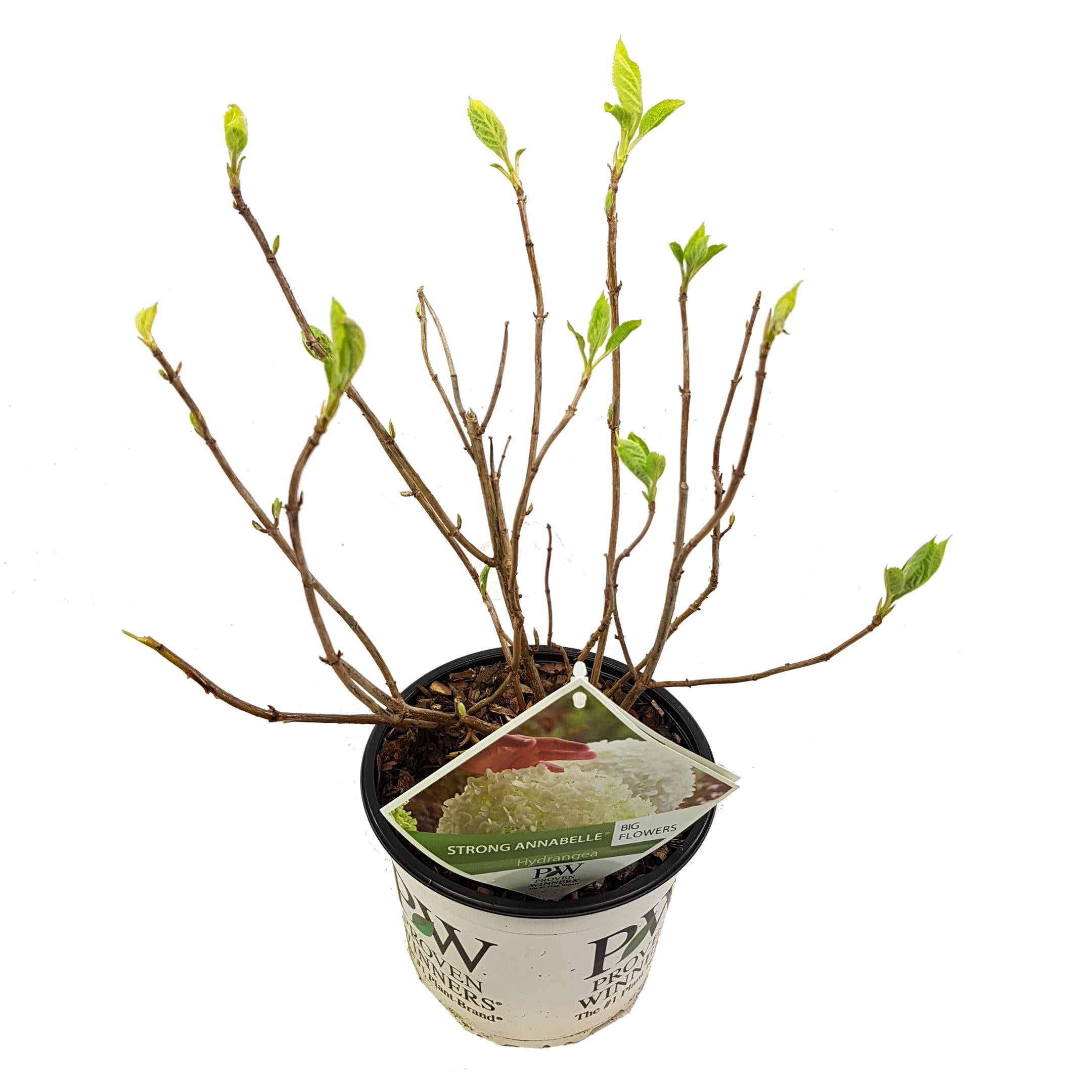 Hortensja drzewiasta ‘Strong Annabelle’ - Biała hortensja ogrodowa - Doniczka Ø19cm - Wys. 30cm
