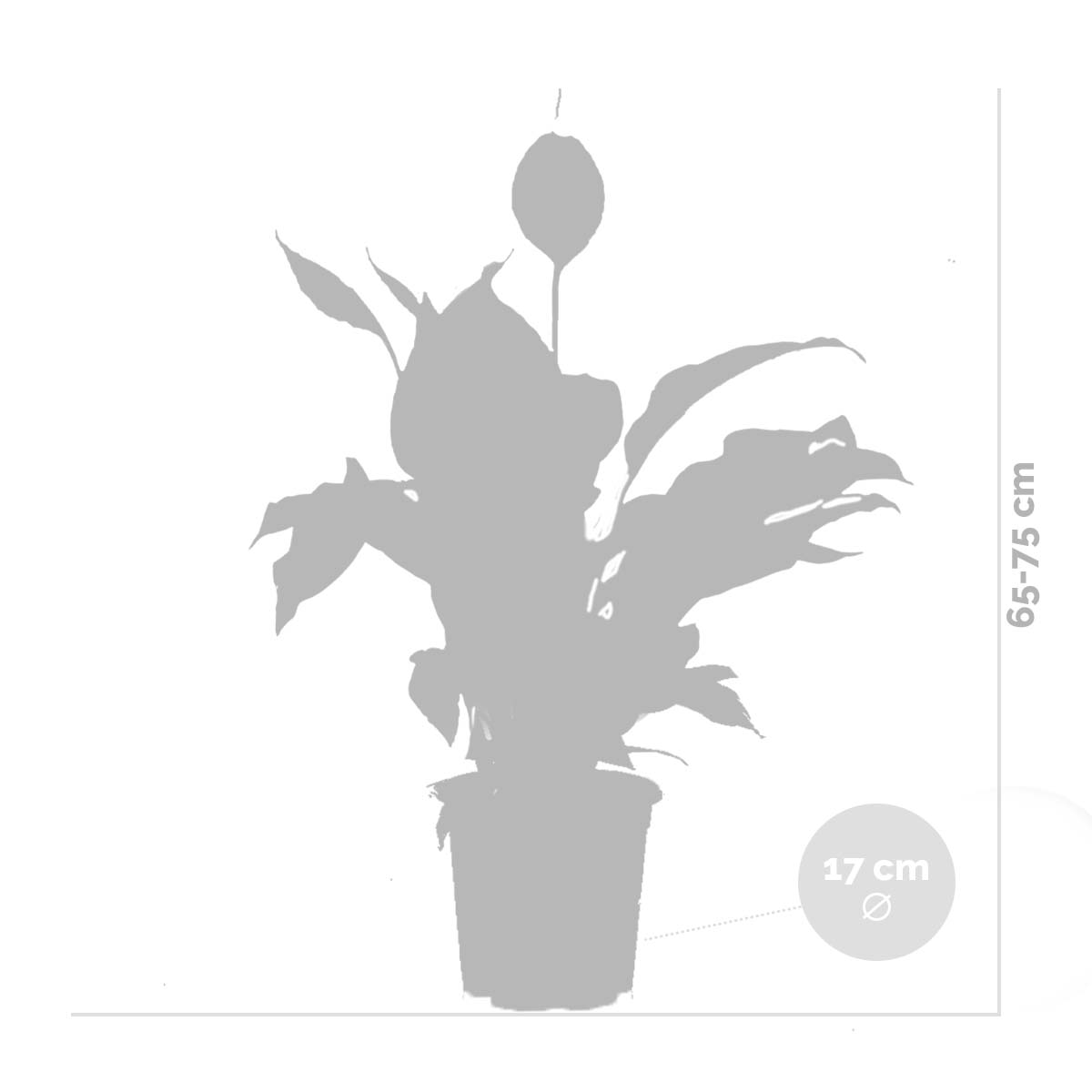 Lot de 2 - Spathiphyllum - Lys de la paix - Plante d’intérieur - H. 60-80 cm - P. 17 cm - 5