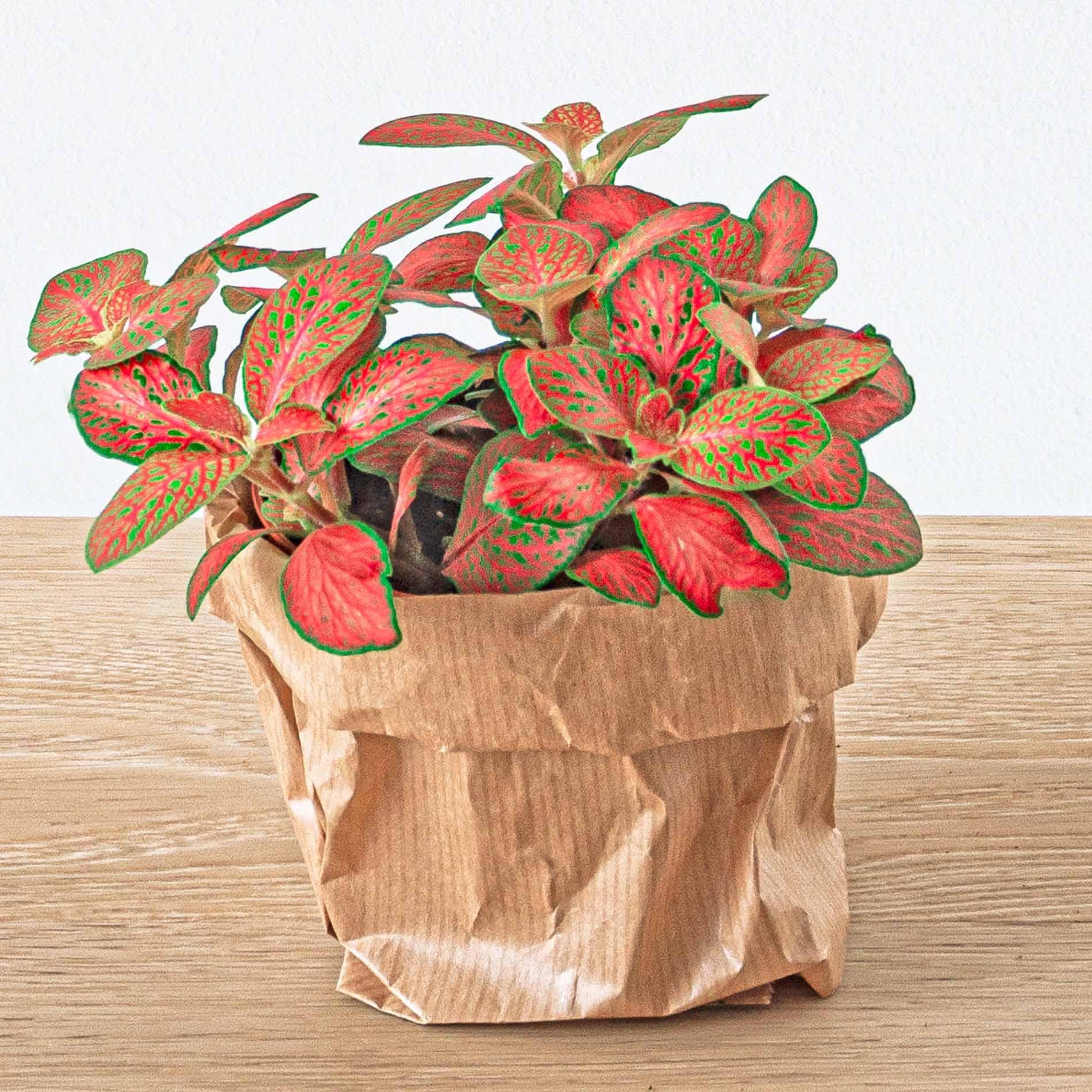 Fittonia Ruby Lime Orange-Rose 8 cm - Plante Mozaïque Tropicale | Leroy ...