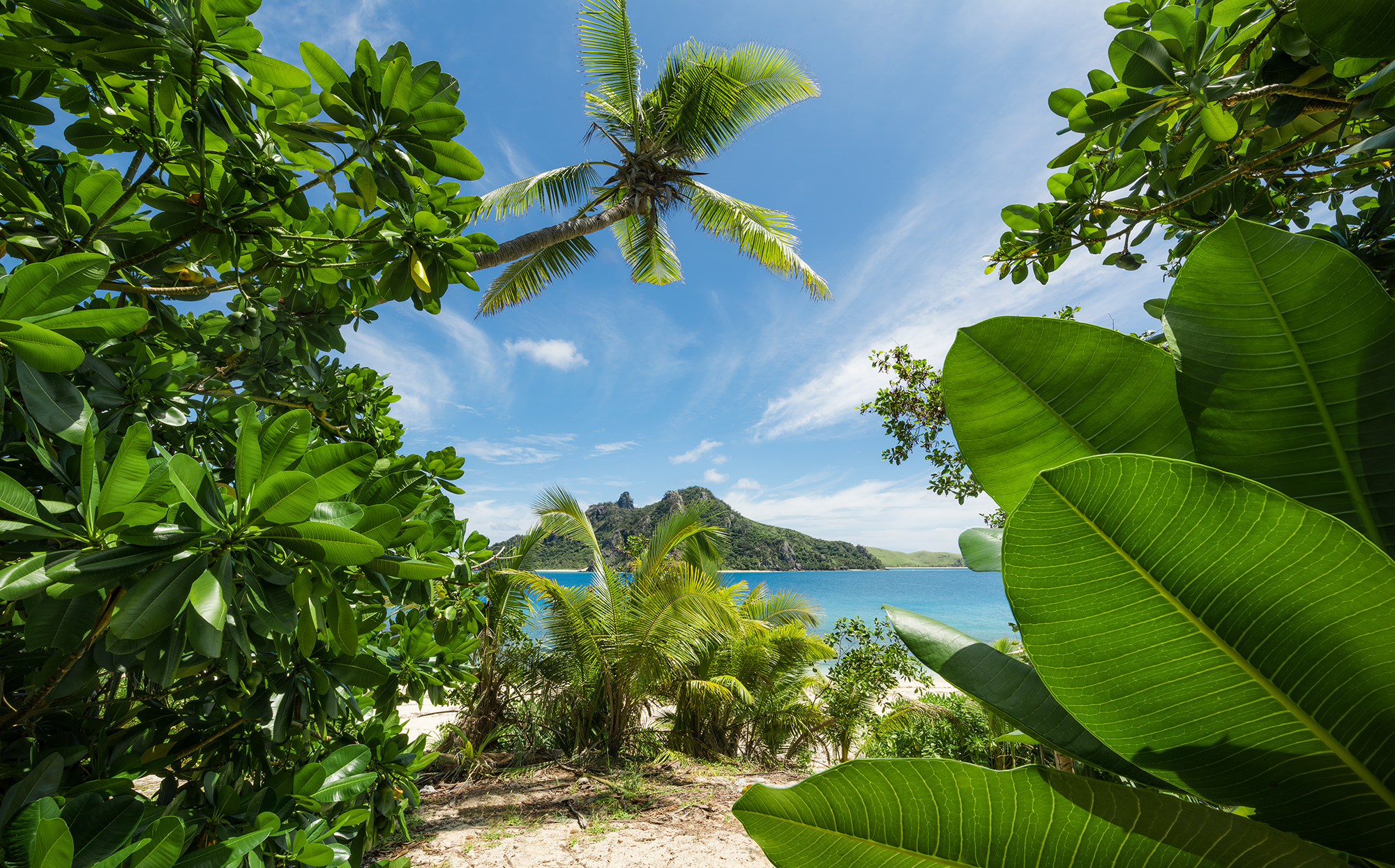 Fotomurale in tessuto non tessuto di Komar - Stefan Hefele Cast Away Jungle - Dimensione: 450 x 280 cm - 2