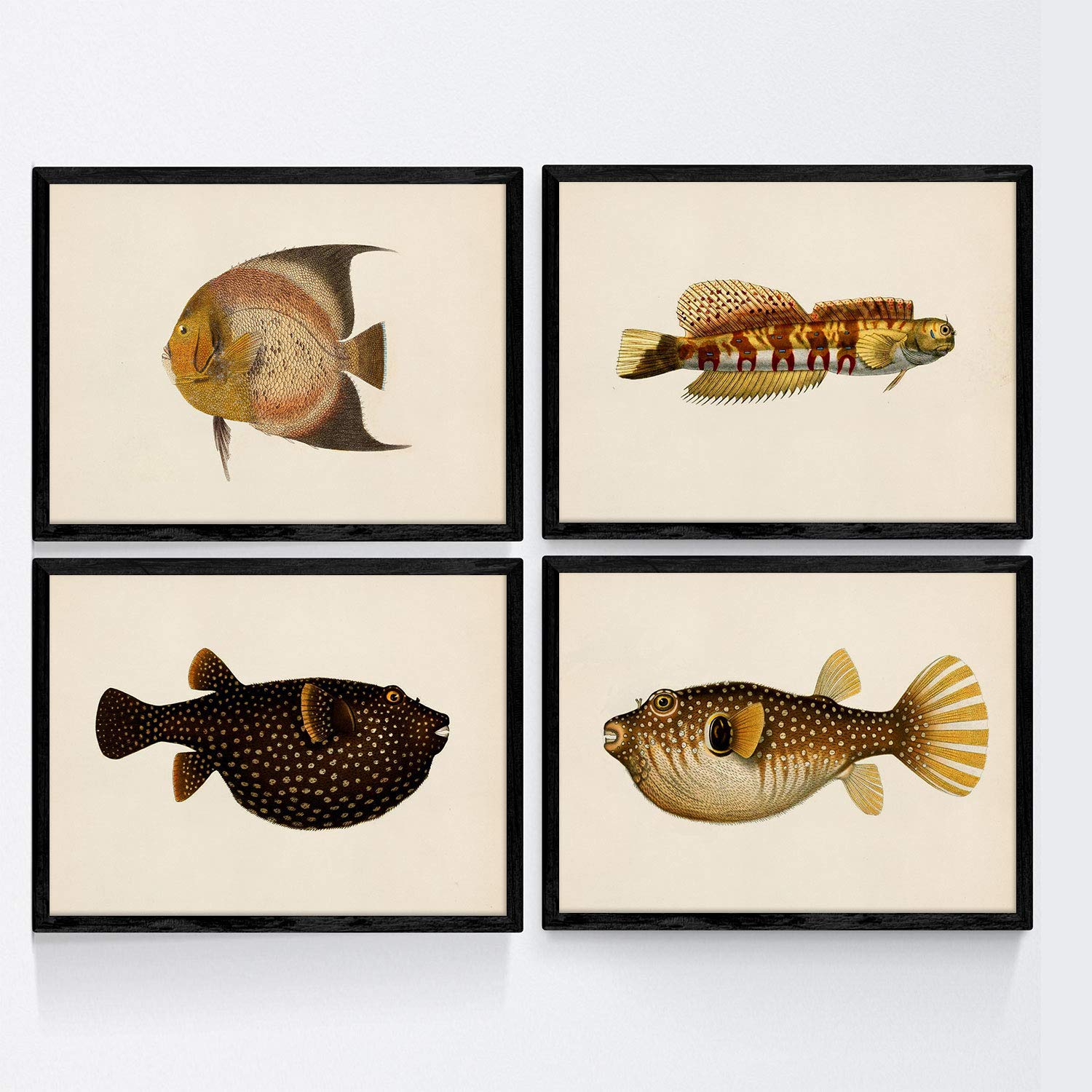 Set de 4 láminas con pez colorido efecto vintage tono amarillo negro. composicion de 4 peces diferentes, fondo papel antiguo vintage. sin marco - a4