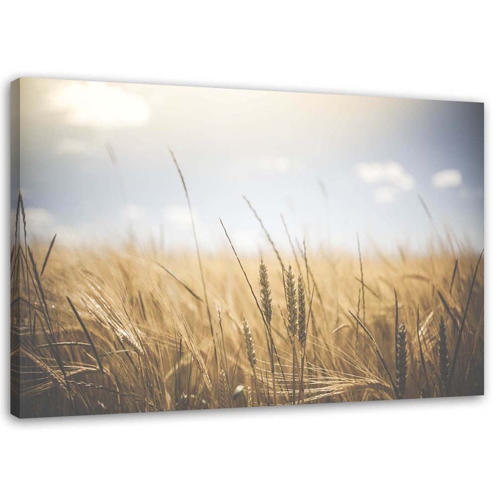 Obraz na płótnie, Zboże na polu 100x70