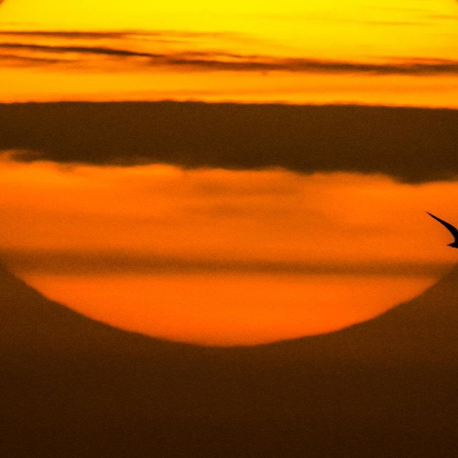 Tableau coucher de soleil - 60 x 40 cm - 4