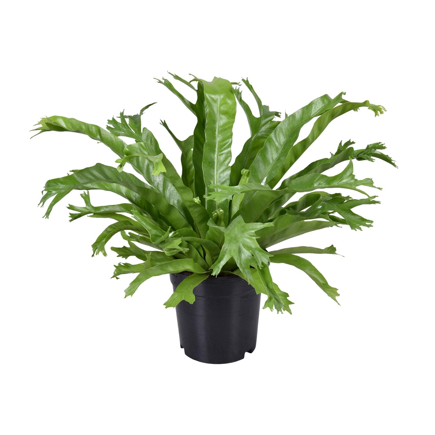 Asplenium Nidus Crissie Paproć ozdobna - Roślina doniczkowa Ø17cm - Wysokość 40cm