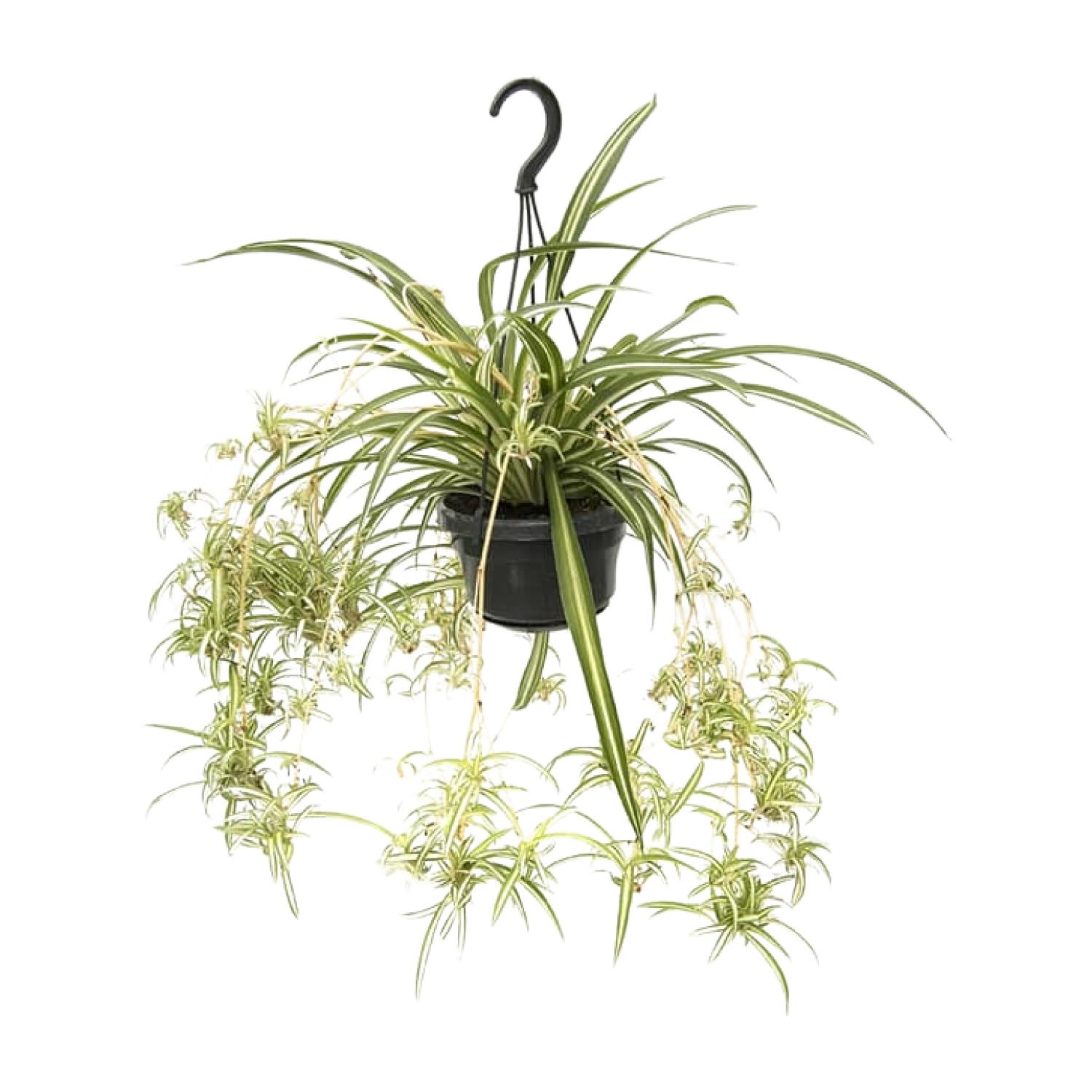 Roślina Chlorophytum Comosum Variegatum doniczka Ø14cm wysokość 55cm – Pająk dekoracyjny do wnętrz oczyszczający powietrze