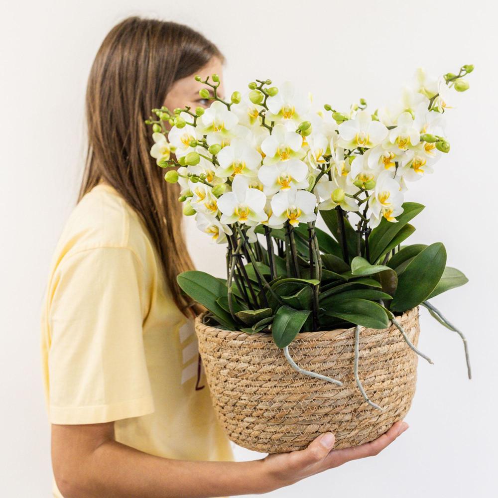 Orchidées Colibri plante blanche dans un panier en roseau avec réservoir d'eau trois orchidées blanches Lausanne 9cm - 4