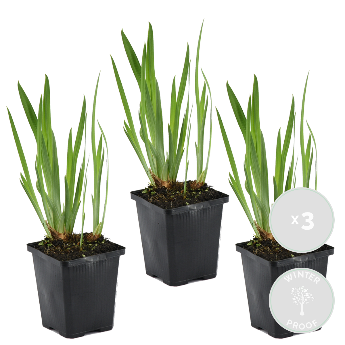 Lot de 3 - Iris Kaempferi - Iris du Japon - Violet - Plantes de bassin - H. 20-30 cm - P. 9 cm - 2