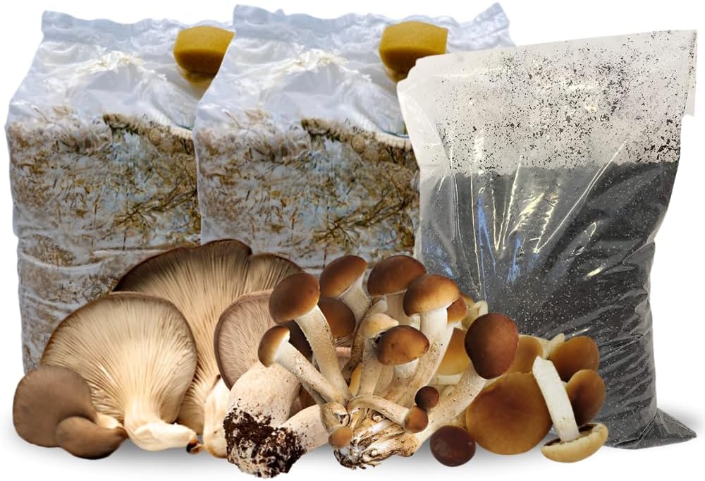 Sunrise Panetto Funghi Cardoncelli Kit Coltivazione Funghi Cardoncelli Pleutorus Eryngii Fungo Della Murgia Cardoncello Balletta Per Funghi Cardoncelli Selezionati Ballette 3 Kg (Confezione 2 Pz - Foto 8
