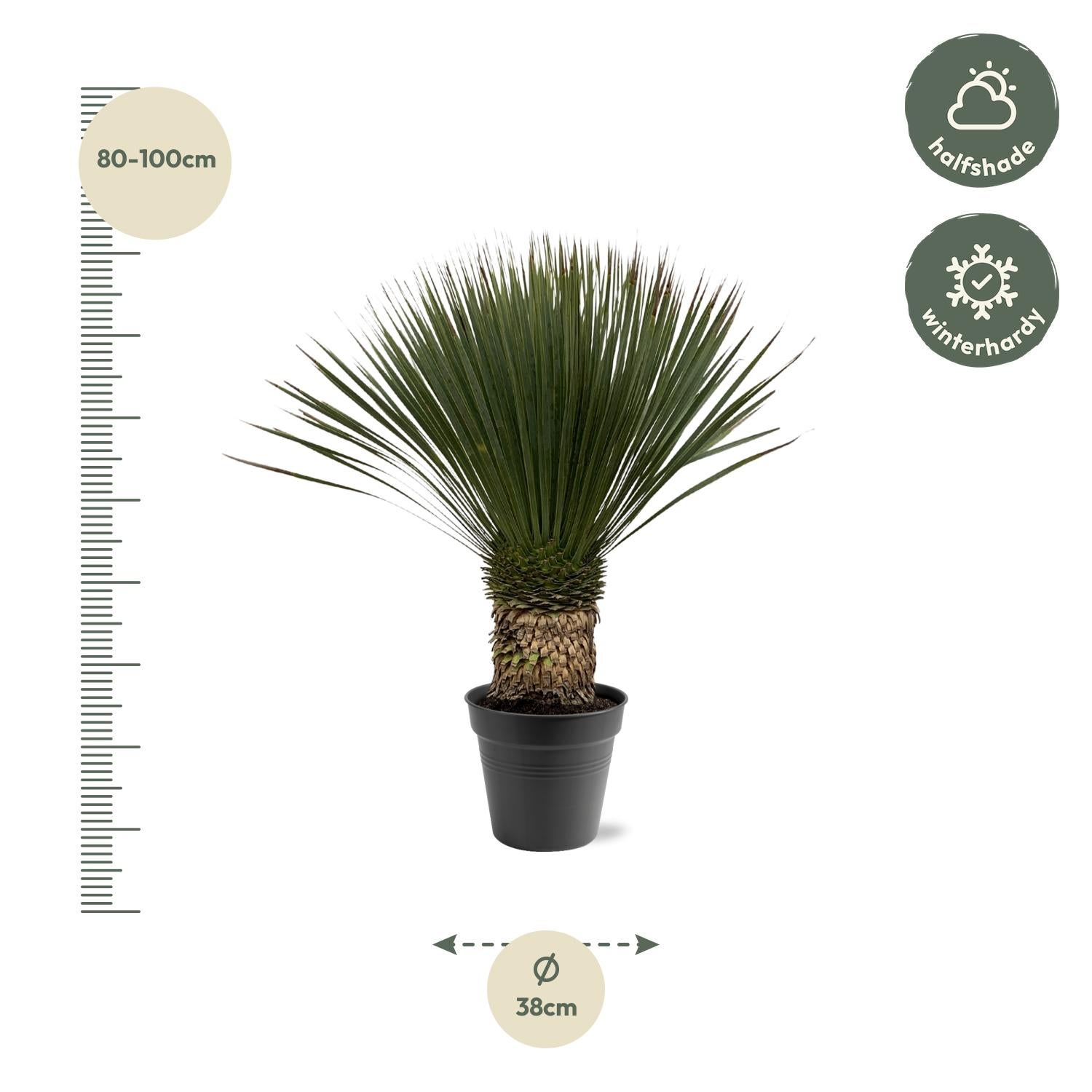 Yucca rostrata - Ø38cm - ↕100cm - Plante d’extérieur | Leroy Merlin