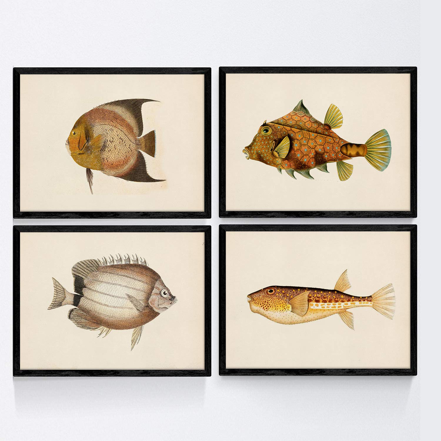 Set de 4 láminas con pez colorido efecto vintage tono amarillo marron. composicion de 4 peces diferentes, fondo papel antiguo vintage. sin marco - a4