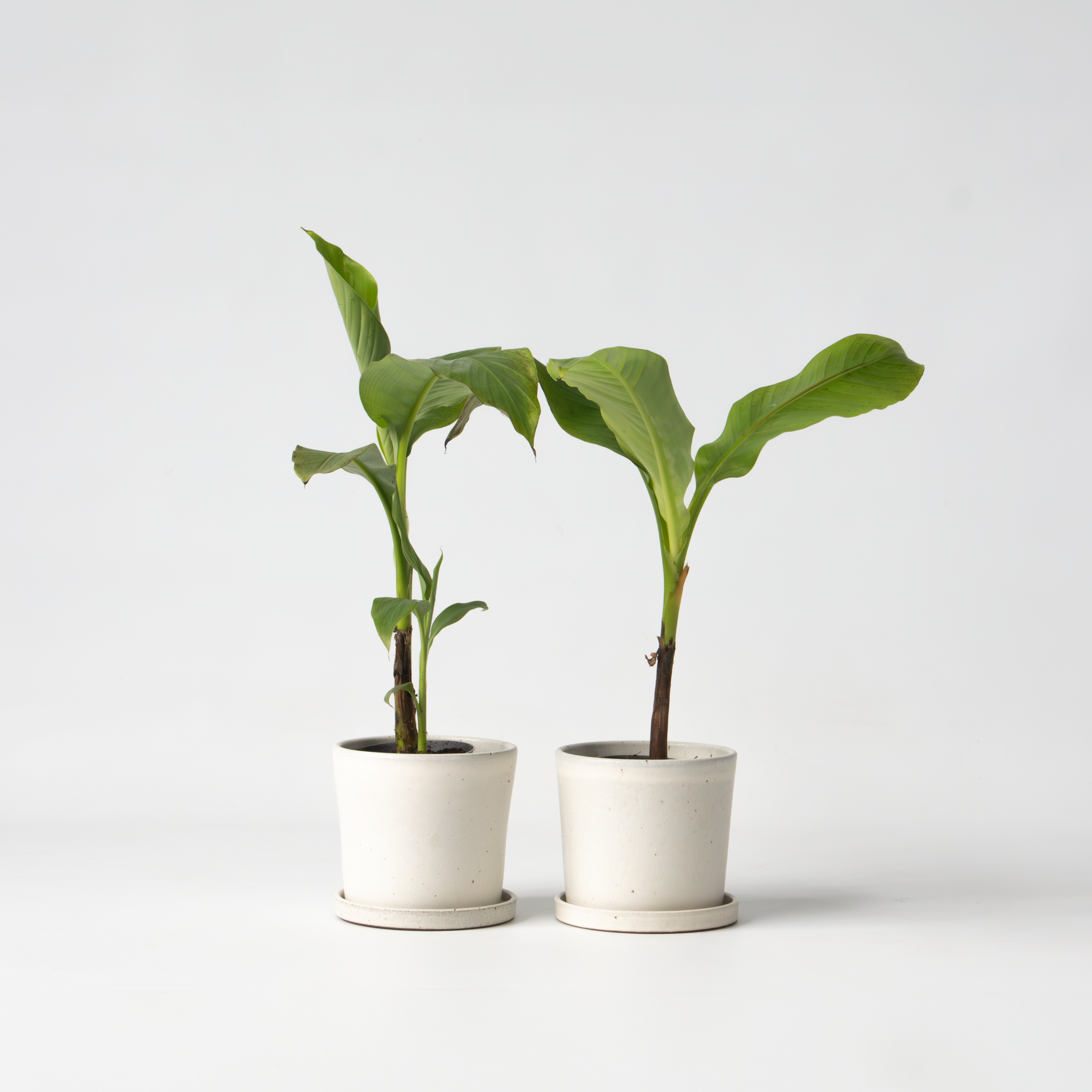 Banano giapponese - 2 Pezzi - Musa basjoo - Altezza 25-40cm - ⌀9cm - 6