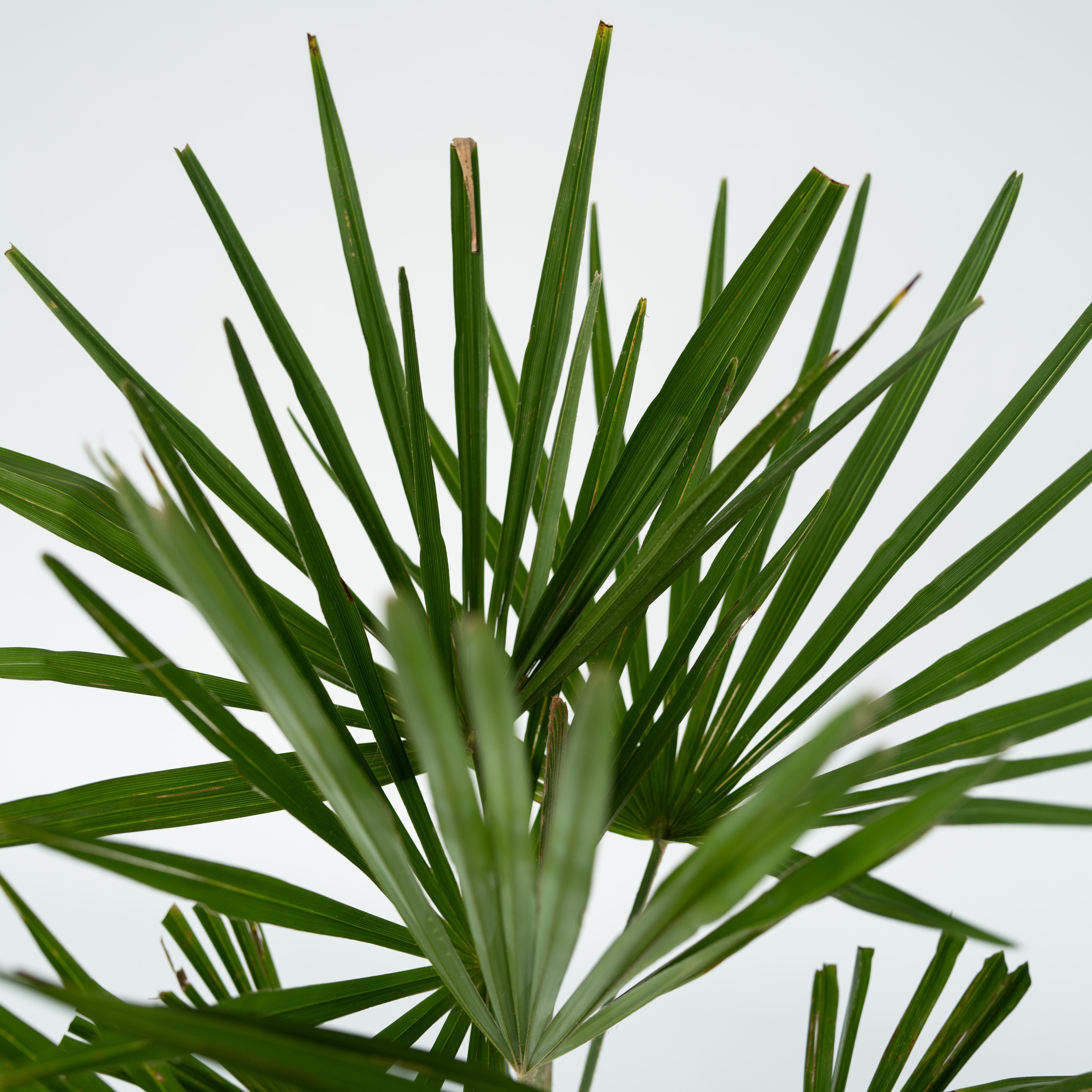 Palmier de Chine - Set de 2 - Trachycarpus Fortunei - Hauteur 65-75cm - ⌀21cm - 5