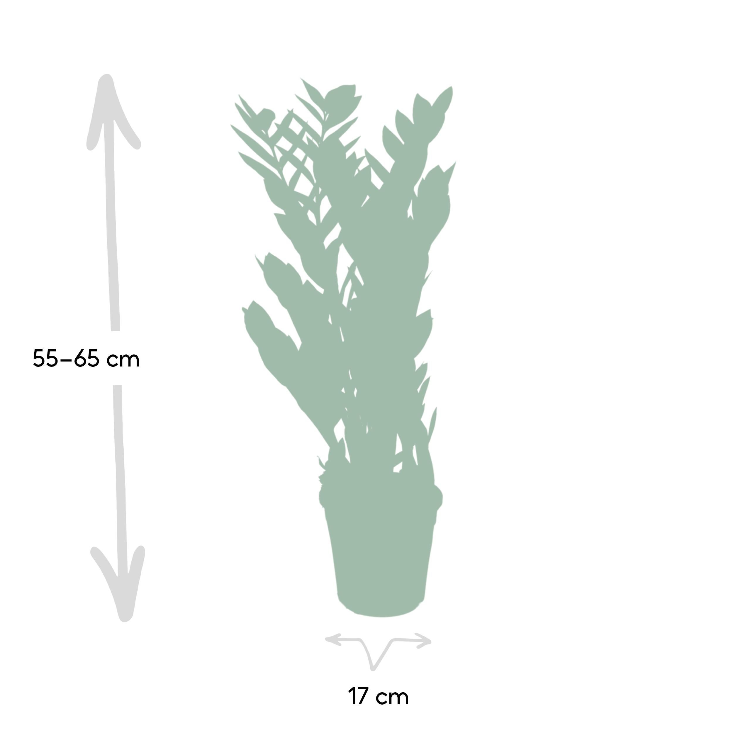 Zamioculcas Zamiifolia - Plante d’intérieur facile - Feuillage vert brillant - Pot Ø17 cm - Hauteur 70 cm - 4