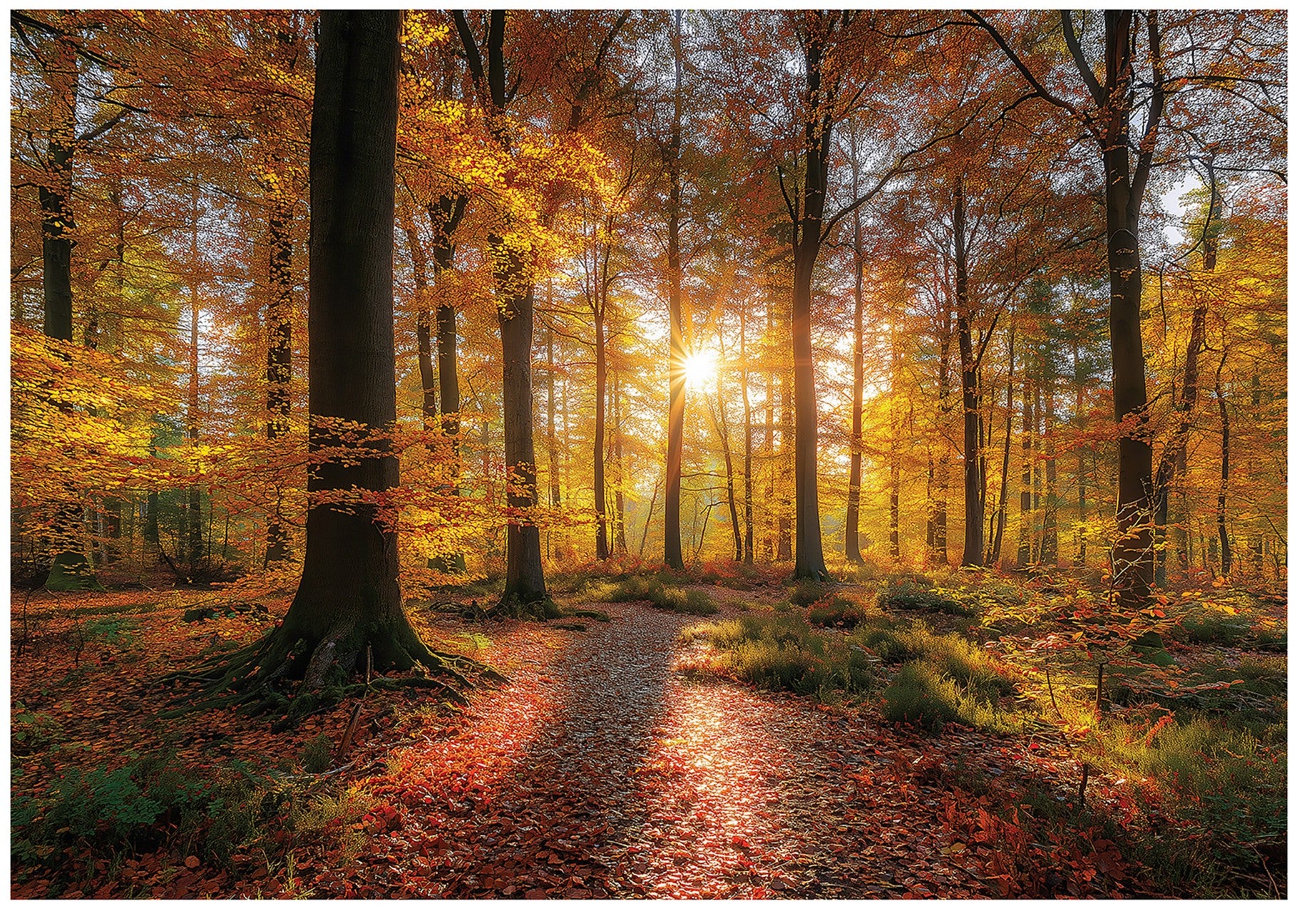 Fototapeta Las Drzewa Natura 300x210 cm Tapeta Do Sypialni Salonu Kuchni Na Flizelinie