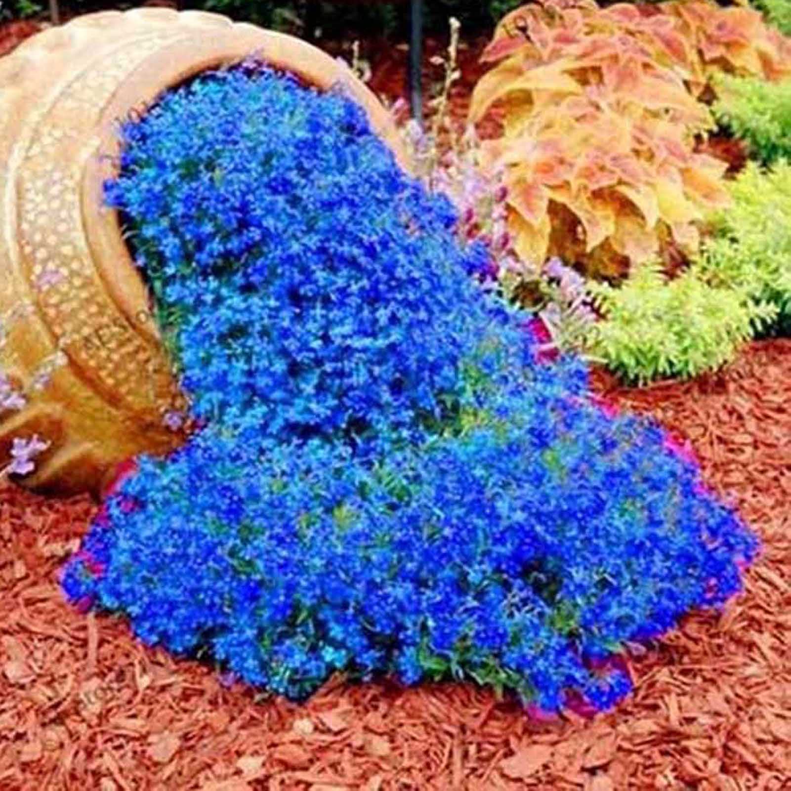 Couvre-sol pour jardin extérieur, graines de fleurs sauvages couvre-sol, 4&nbsp;000 graines, six fois plus de bienfaits bleus + engrais - 9