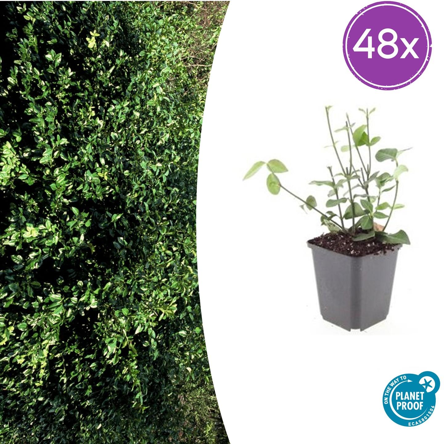 48x Euonymus fortunei 'Coloratus' Trzmielina | Doniczka Ø9 cm | Wysokość 10-25 cm – MOSELOTA Zielony