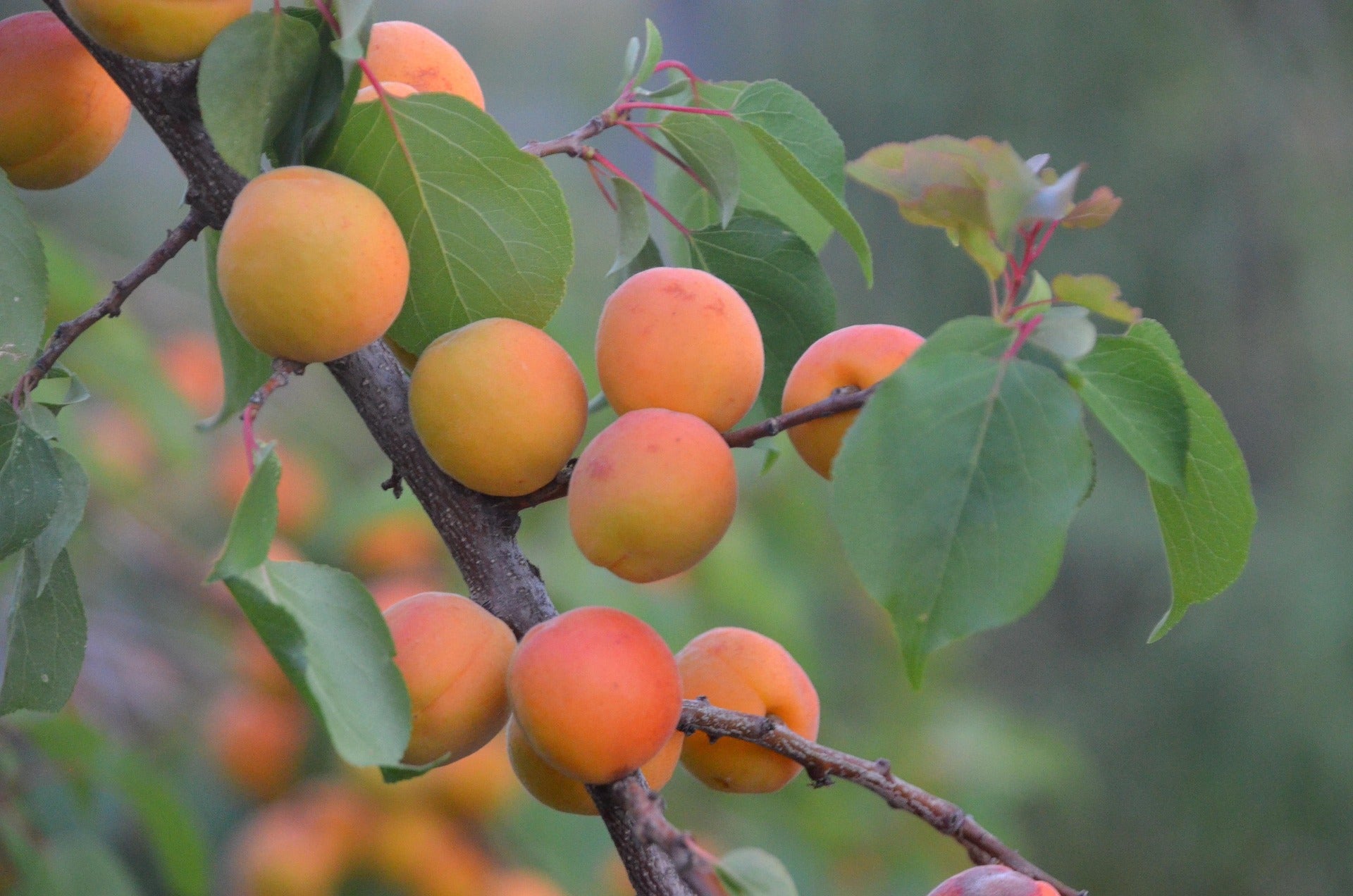 Abricotier nain Schramas Prunus armeniaca + Pot 23cm - 5