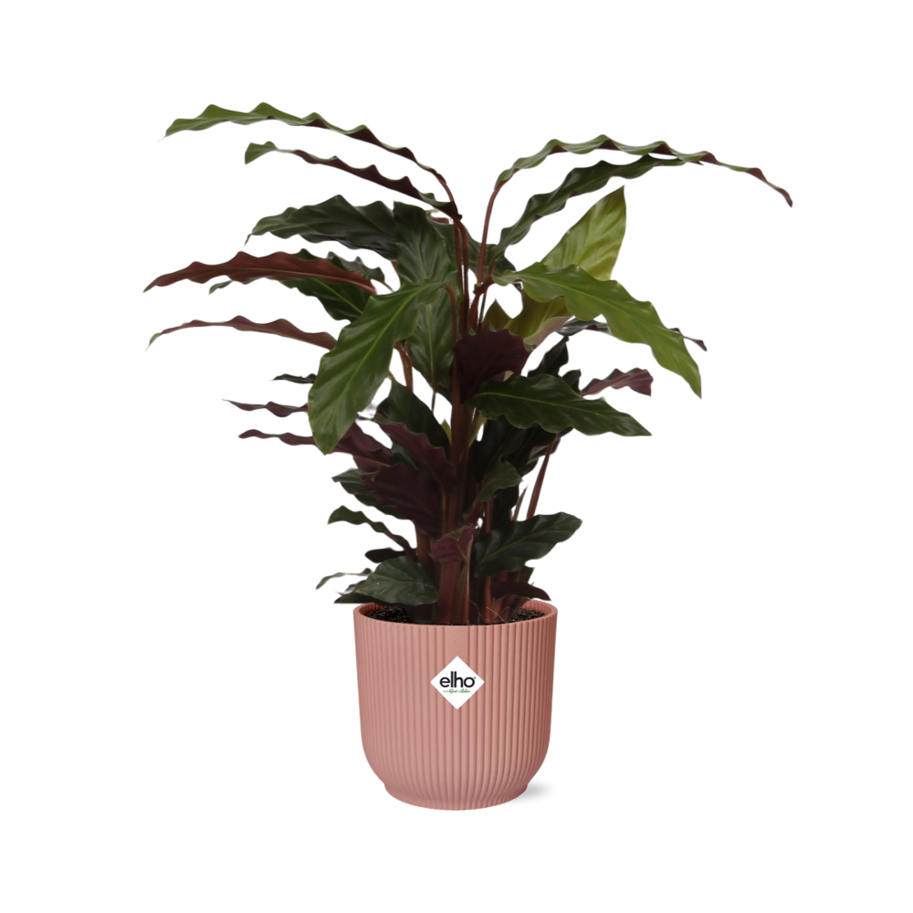 Planta Calathea Rufibarba 'Tropistar' en maceta ELHO Vibes Fold 14cm, color  rosa - Dimetro 14cm MOSELOTA Green | Leroy Merlin